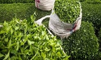 خرید بیش از 86 هزار تن برگ سبز چای/ پرداخت 703 میلیارد تومان از پول چایکاران تاکنون